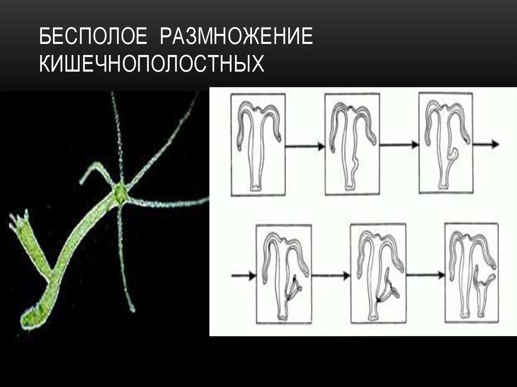 Каким способом размножаются кишечнополостные