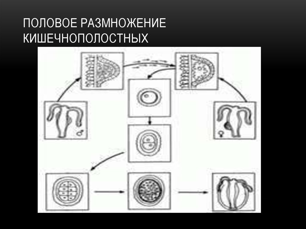 Половое размножение кишечнополостных
