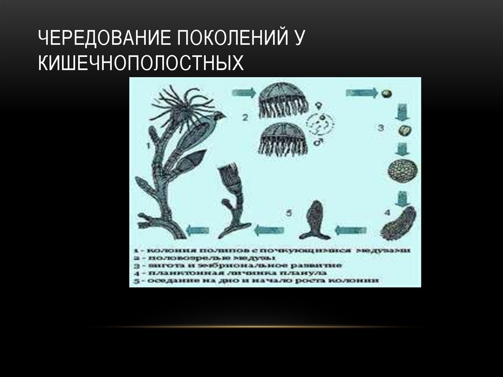 Чередование поколений. Чередование поколений у кишечнополостных. Жизненный цикл кишечнополостных. Кишечнополостные Тип чередование поколений. Цикл развития кишечнополостных смена поколений.