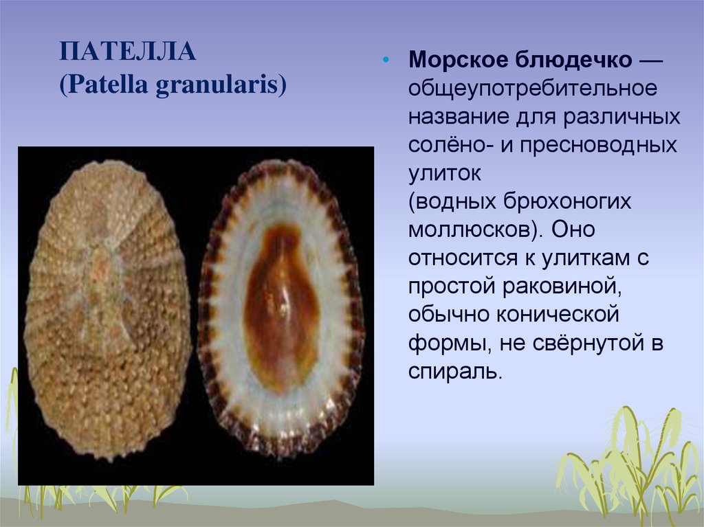 Хойя пателла пинк фото