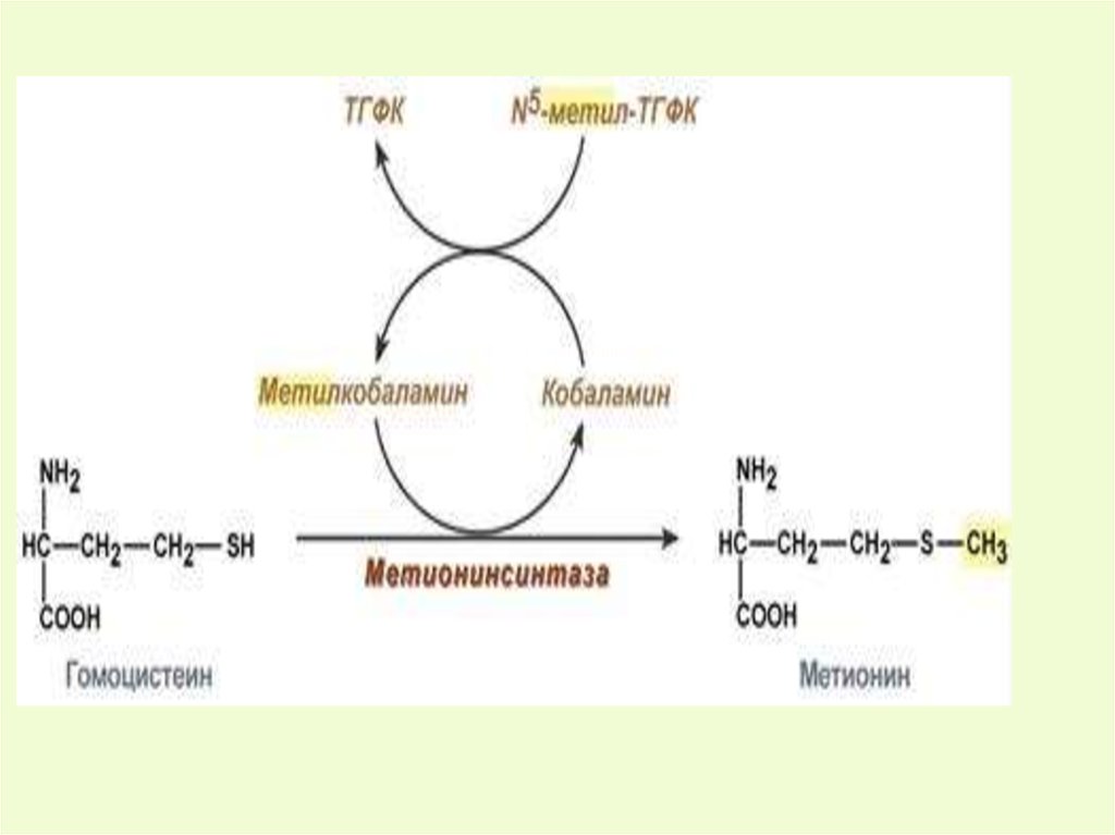 Гомоцистеин анализ. Превращение гомоцистеина в метионин. Гомоцистеин в метионин. Регенерация метионина из гомоцистеина. Образование метионина из гомоцистеина.