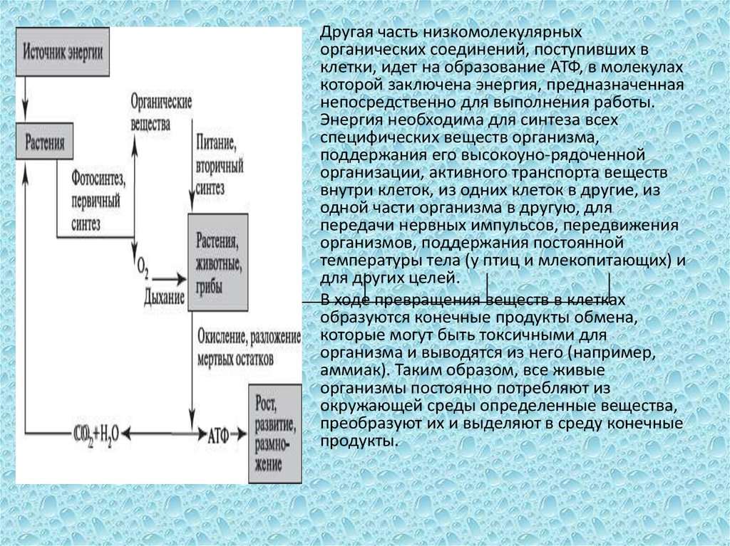 Энергия запасается в атф энергия расходуется