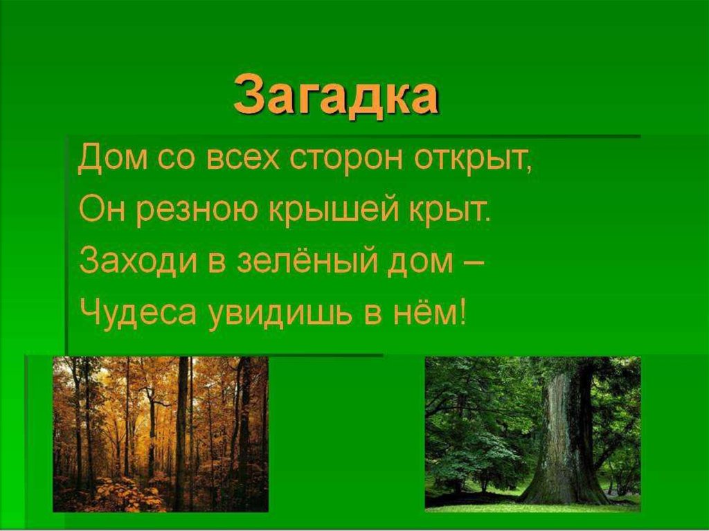Тема природа 5 букв. Загадки про лес. Загадки про лес 3 класс. Загадки на тему леса. Загадки на тему лес.