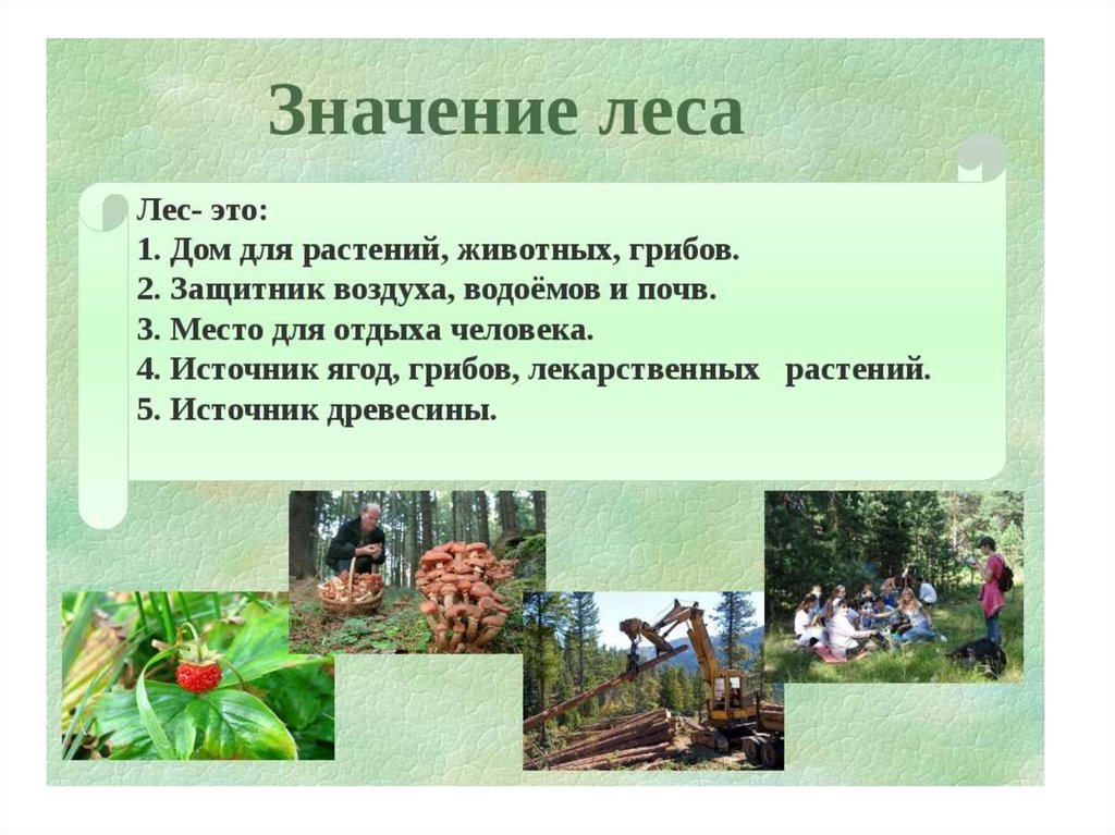 Презентация лес и человек