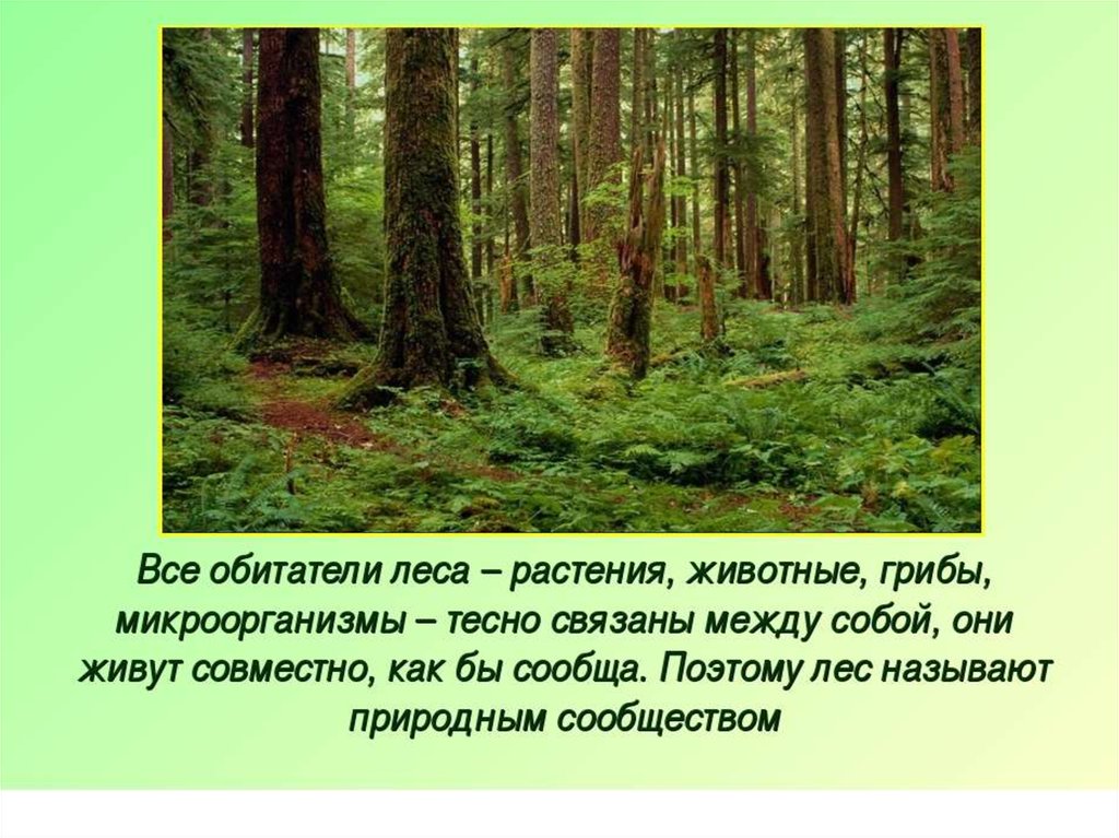 Рассказ жизнь леса