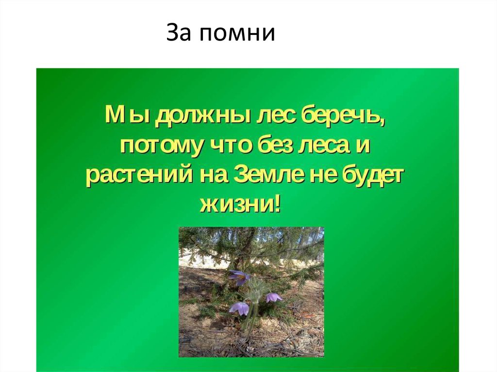 Потому что в лесу. Презентация на тему охрана леса. Растения в лесу презентация. Проект охрана леса. Растения леса презентация.