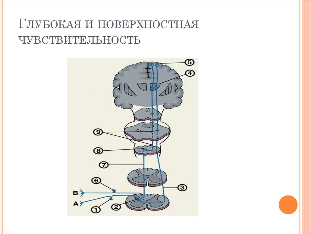 Поверхностная чувствительность схема