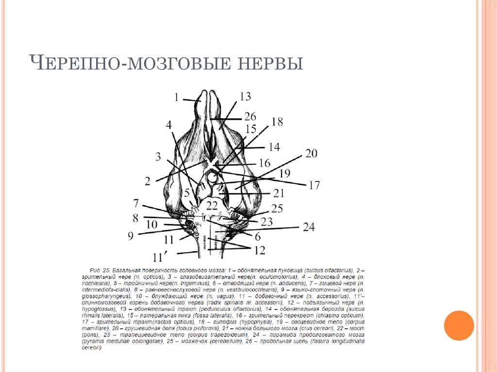 Черепные нервы моста. 12 Пар черепных нервов анатомия животных. Схема черепных нервов.
