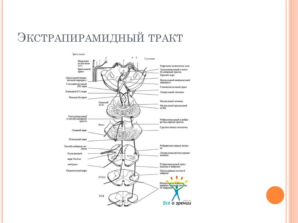 Проводящие пути экстрапирамидной системы