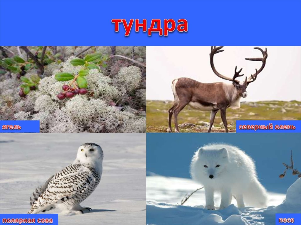 Растения тундры рисунок