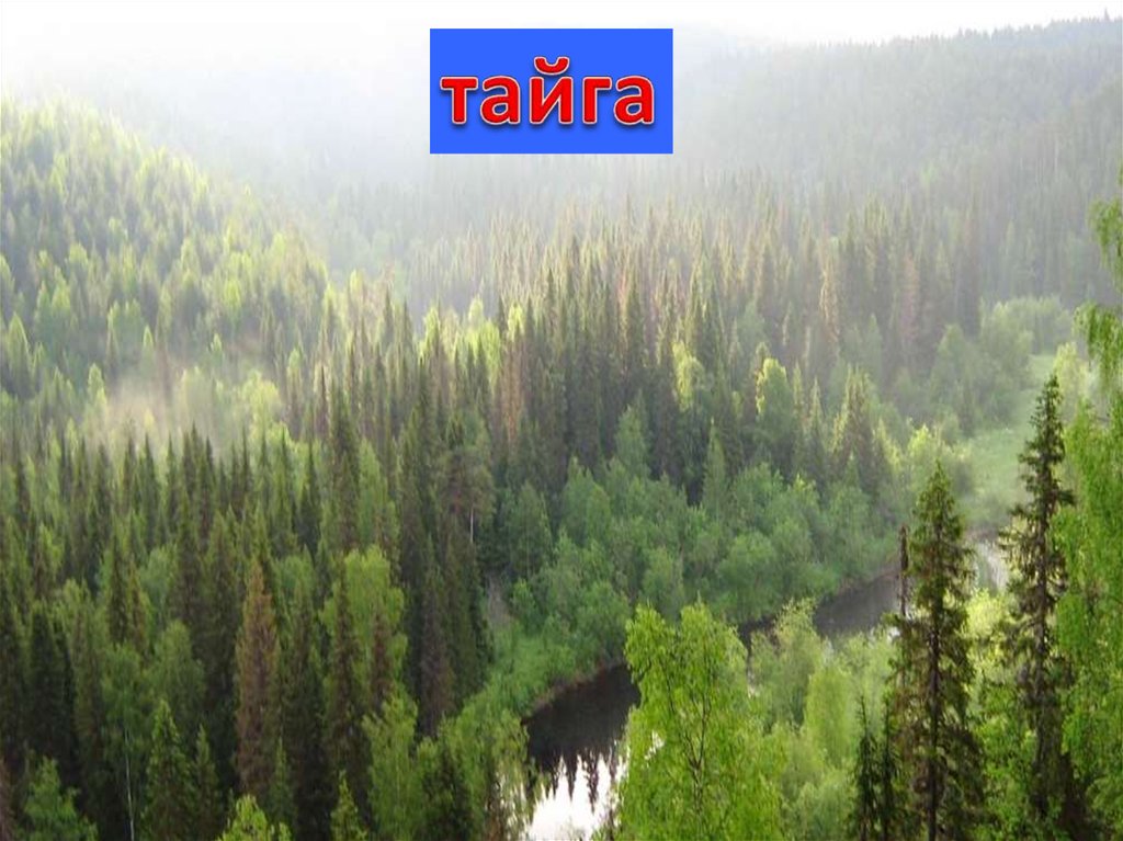 тайга