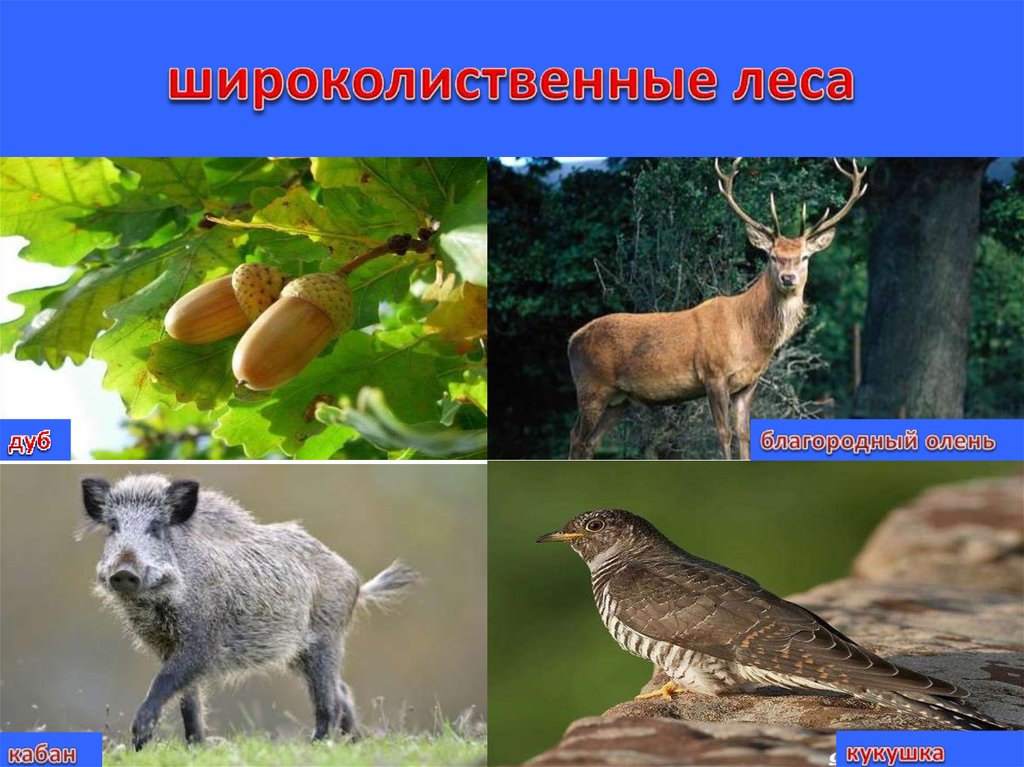 широколиственные леса