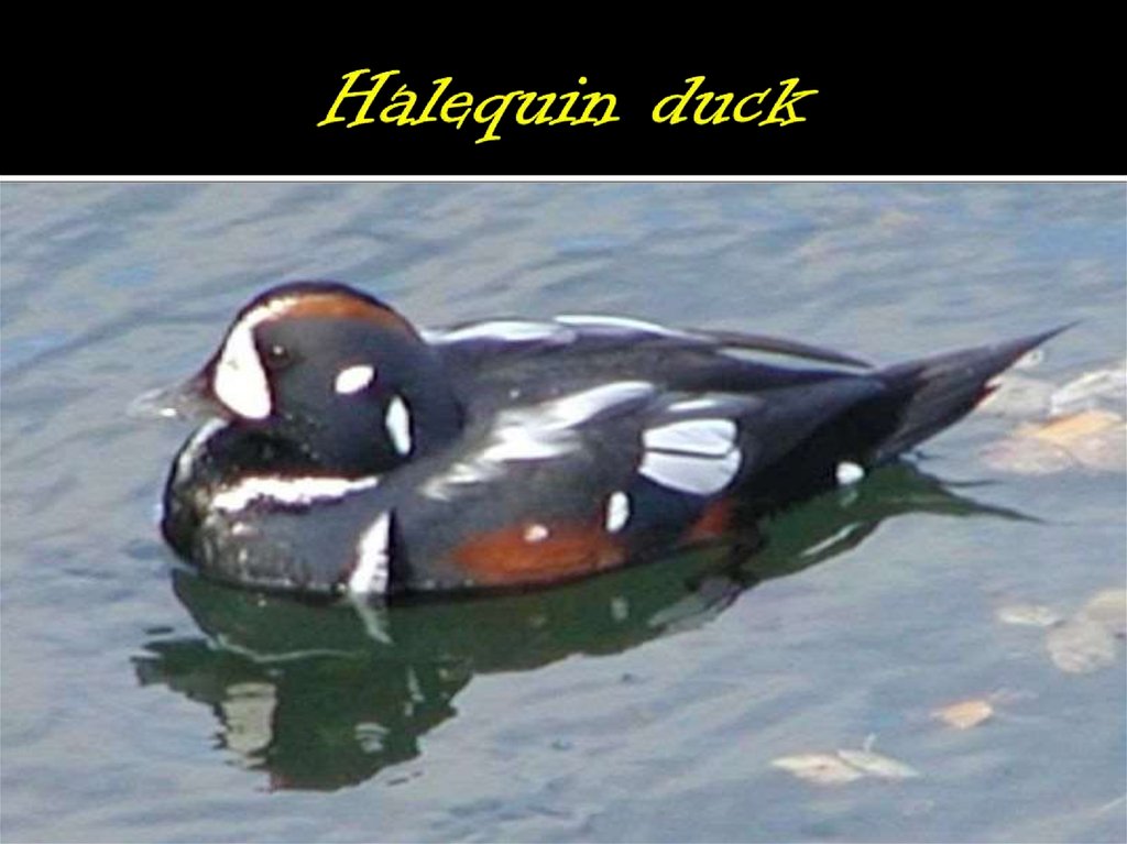 Halequin duck