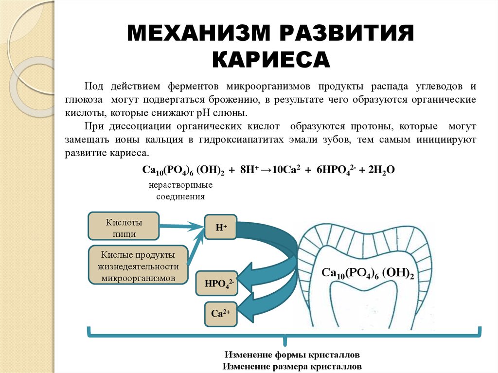 Обмен веществ зуба