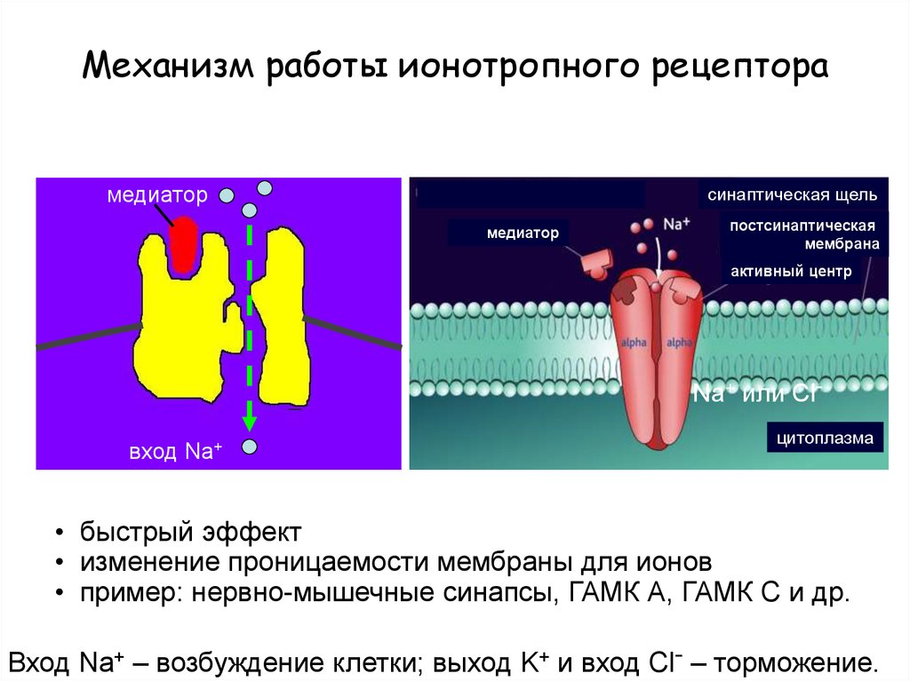 Рецепторы медиаторов. Строение ионотропного рецептора. Ионотропный Рецептор строение. Механизм работы рецепторов. Метаботропные рецепторы механизм.