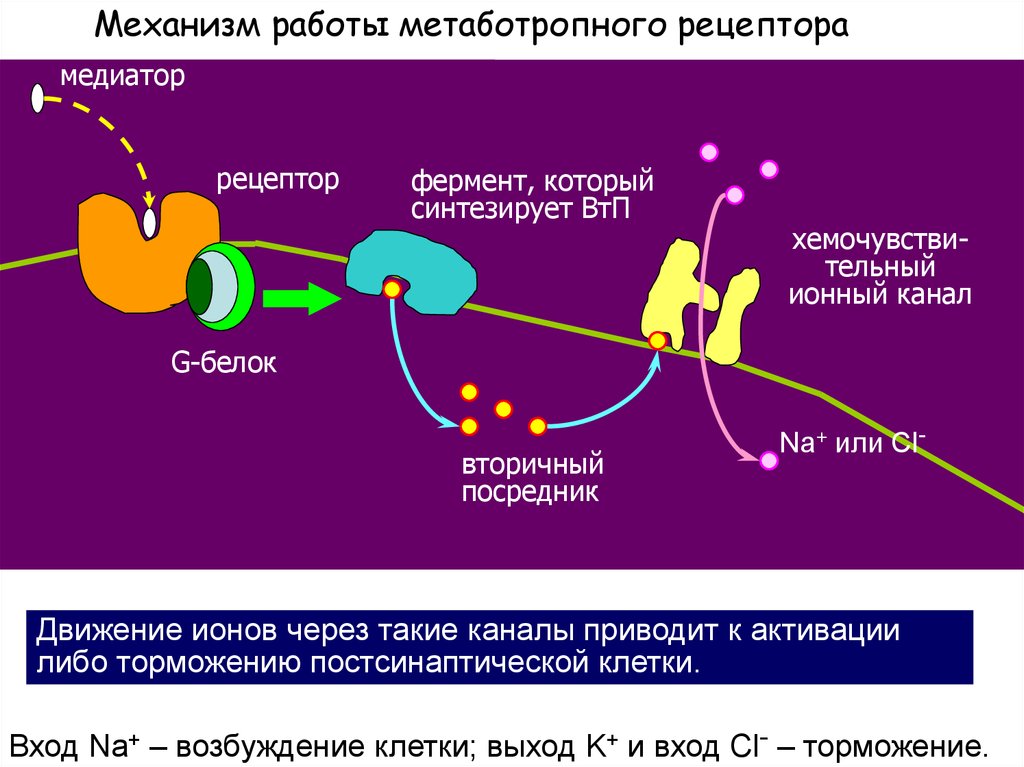 Рецептор механизмов. Метаботропные рецепторы механизм. Механизм работы метаботропного рецептора. Метаботропные рецепторы механизм взаимодействия с медиатором. Вторичные посредники метаботропного рецептора.