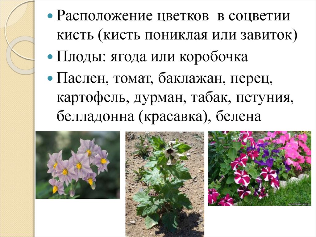 Местоположения растений. Расположение цветков в соцветии. Петуния двудольное или однодольное. Петунья двудольные или Однодольные. Баклажан цветок соцветие.