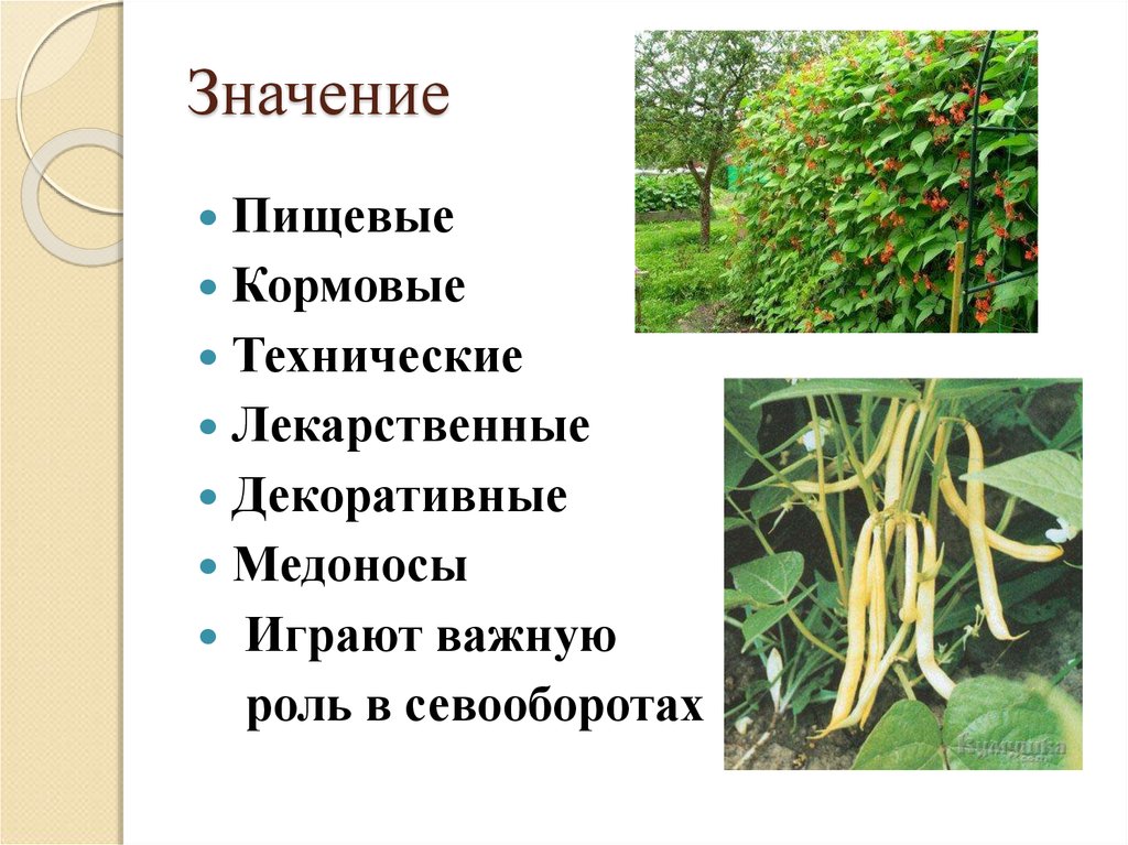 Список технических растений. Пищевые и кормовые растения. Кормовые и технические культуры что это. Пищевые декоративные кормовые растения. Пищевые кормовые декоративные растения примеры.