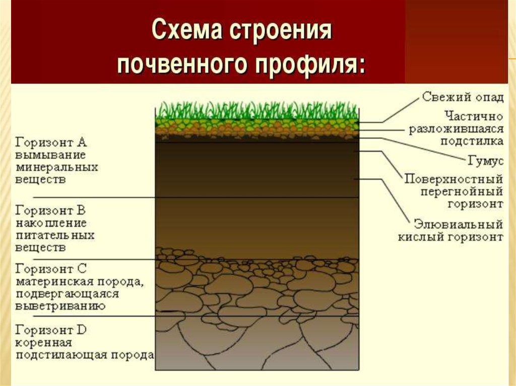 Материнская порода гумусовый вымывания вмывания. Схема заложения почвенного разреза. Строение почвенного профиля. Строение почвы почвенный профиль. Структура почвенного профиля.