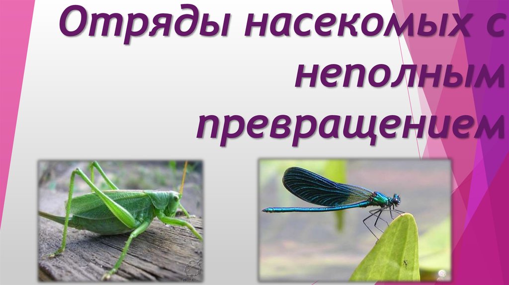 Отряды с неполным превращением. Отряды насекомых с неполным. Отряды насекомых с превращением презентация. Отряды насекомых с непременным превращением. Фото отрядов насекомых с неполным превращением.