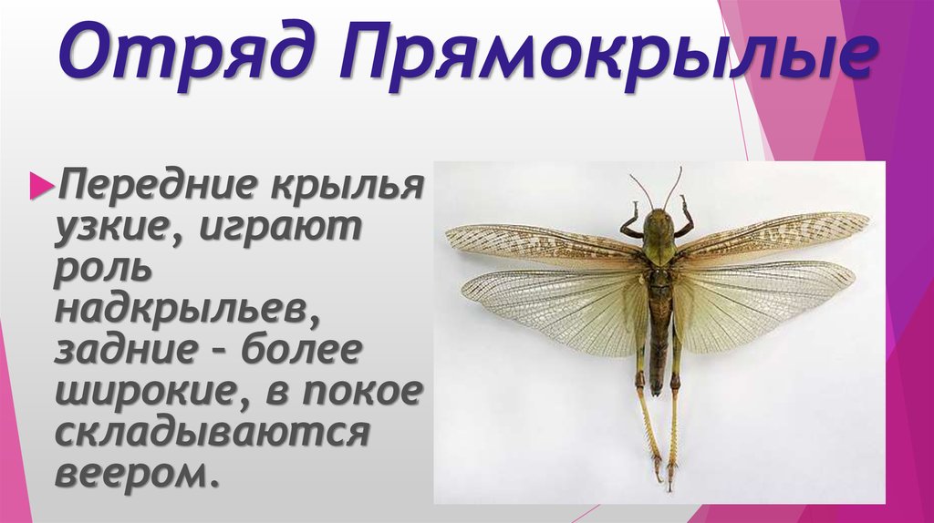 Наличие крыльев. Отряд Прямокрылые Крылья. Прямокрылые строение крыльев. Отряд Прямокрылые строение крыльев. Передние Крылья прямокрылых.