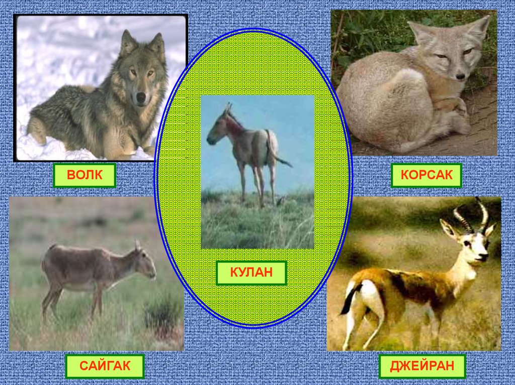 Какие животные обитают в лесостепях и степях. Животный мир лесостепи и степи. Животные степей и лесостепей России. Обитатели лесостепей и степей. Животные обитающие в степи и лесостепи.