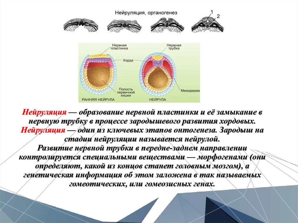 Три стадии характеризующие стадию органогенеза. Нейрула зародышевые листки. Этапы образования нейрулы. Гаструляция нейруляция. Нейрула образование нервной трубки.