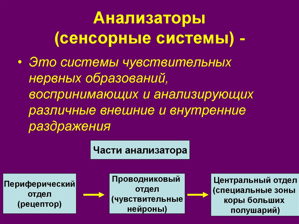 Части анализатора. Анализаторы это системы чувствительных нервных образований. Анализаторные системы человека. Внешние и внутренние анализаторы сенсорных систем. Анализаторы – нервные образования.