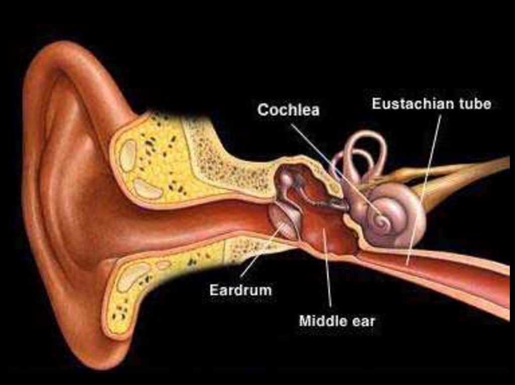 Молоточек внутреннее ухо. Косточки внутреннего уха. Косточки среднего уха. Слуховые косточки среднего уха.