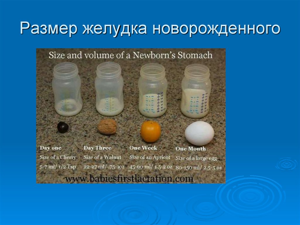 Желудок новорожденного. Объем желудка новорожденного. Размержелудкк новорожденных. Размер желудка новорожденного в 2 месяца.