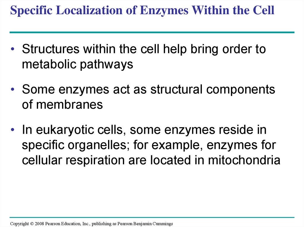 Specific Localization of Enzymes Within the Cell