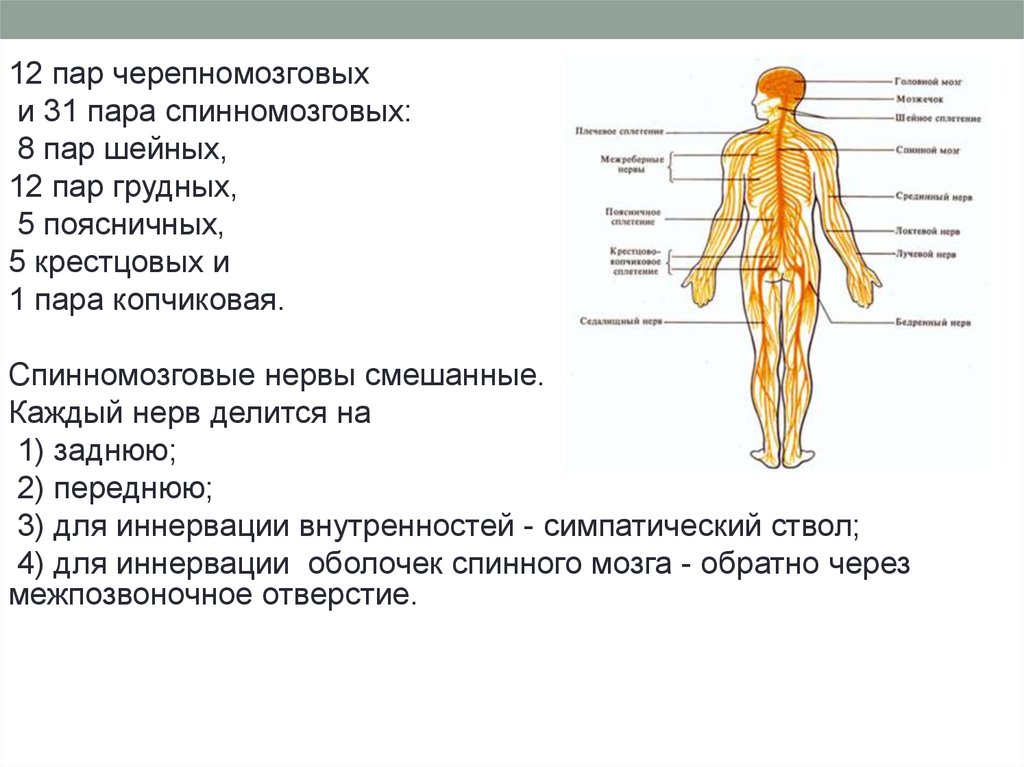 Спинномозговые нервы. Спинномозговые нервы 12 пар. Спинномозговые нервы 12 пар таблица. НС периферическая 31 пара спинномозговых нервов. 31 Пара смешанных спинномозговых нервов.