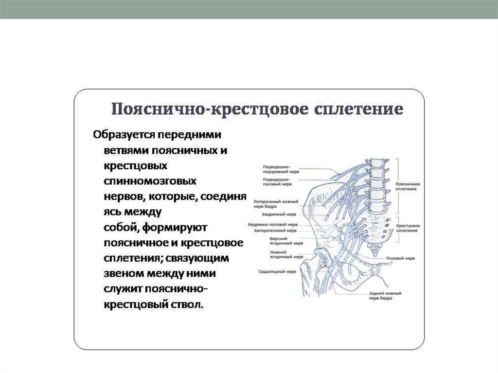 Областью иннервации крестцового сплетения являются. Схема распределения нервов пояснично крестцового сплетения. Крестцовое сплетение анатомия схема. Крупные ветви поясничного сплетения. Поясничное и крестцовое сплетение область иннервации.