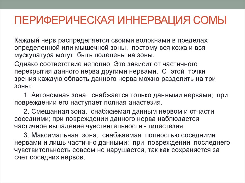 ПЕРИФЕРИЧЕСКАЯ ИННЕРВАЦИЯ СОМЫ