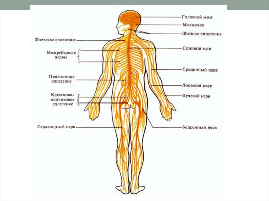 Нервы находится. Строение тела человека нервная система. Нервная система человека схема. Периферическая нервная система человека схема. Нервная система анатомия схема.