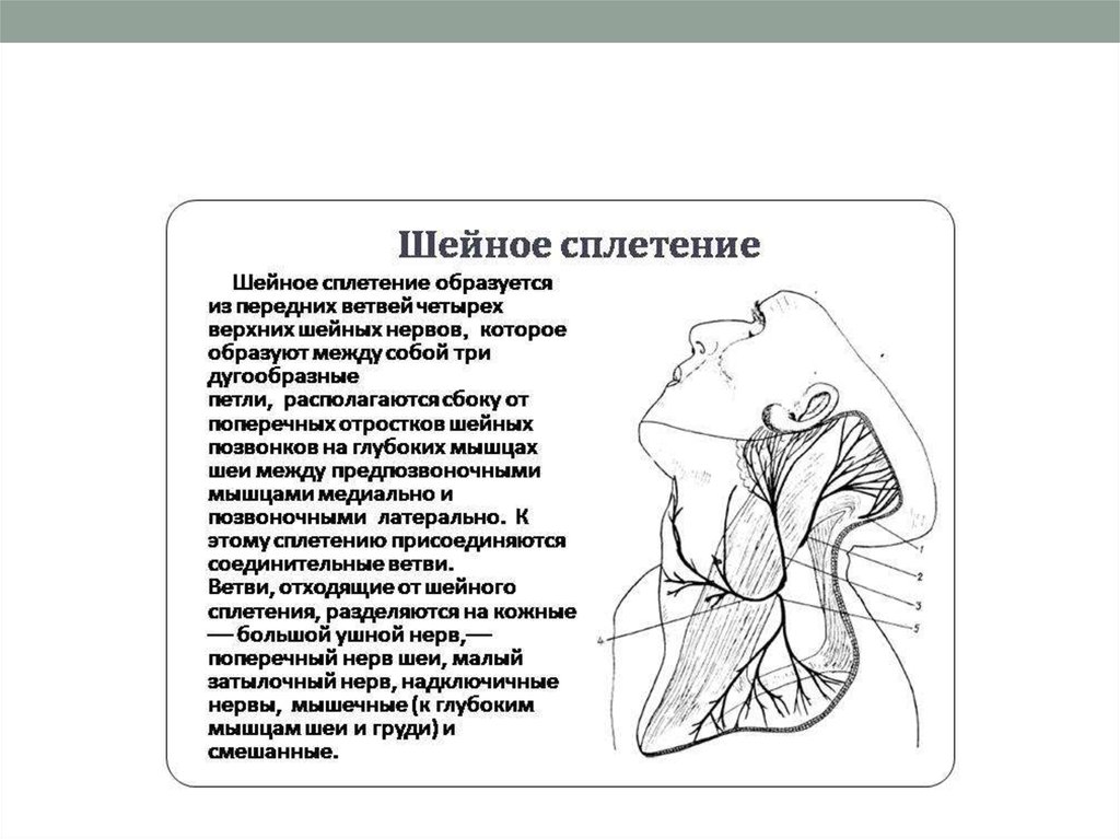 Шейное сплетение схема на русском