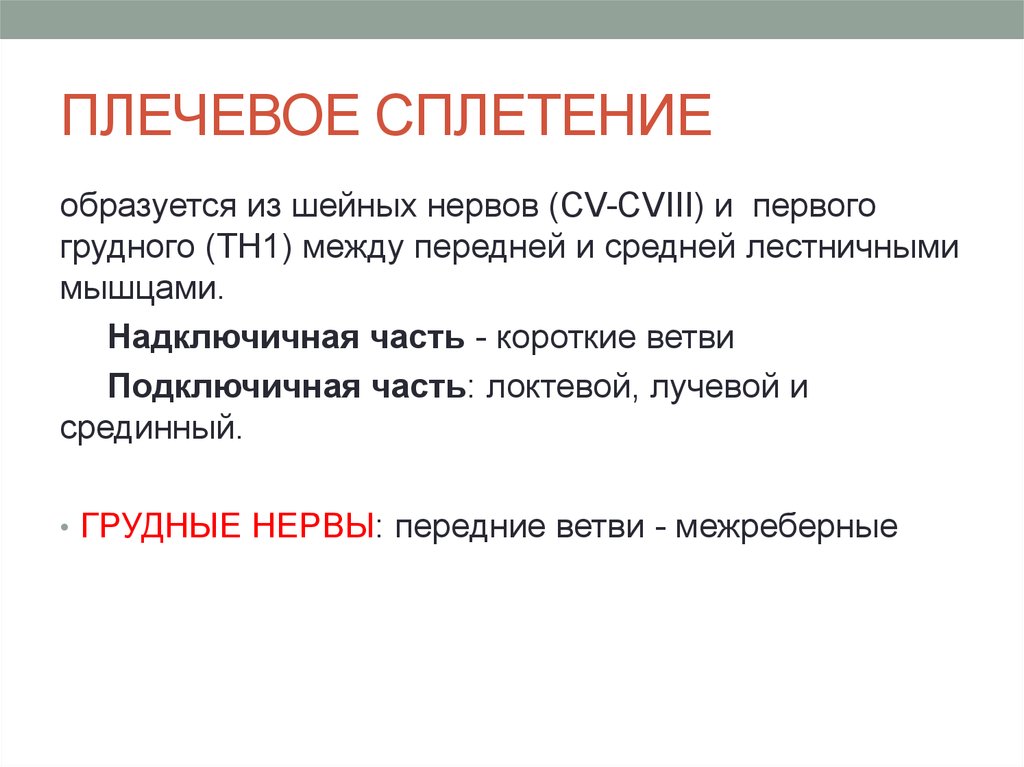 ПЛЕЧЕВОЕ СПЛЕТЕНИЕ