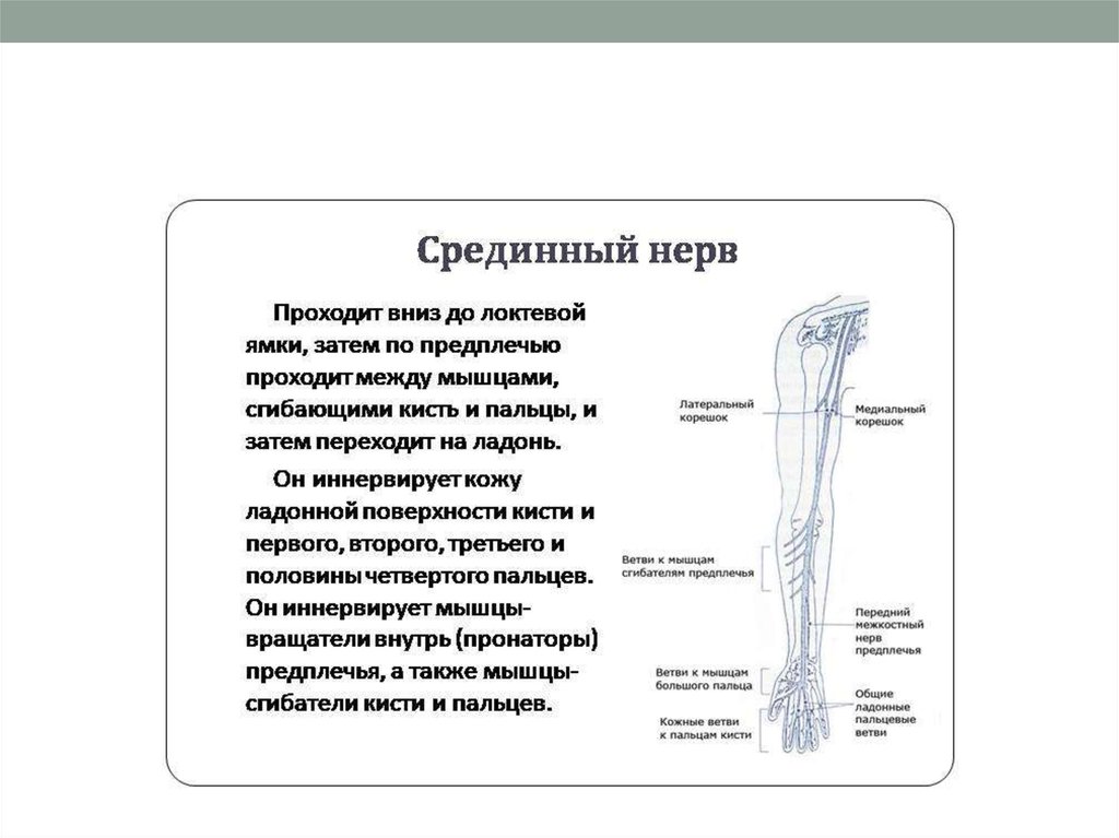 Срединный нерв. Срединный нерв анатомия схема. Область иннервации срединного нерва. Срединный нерв нерв иннервирует мышцы. Срединный нерв топография области иннервации.