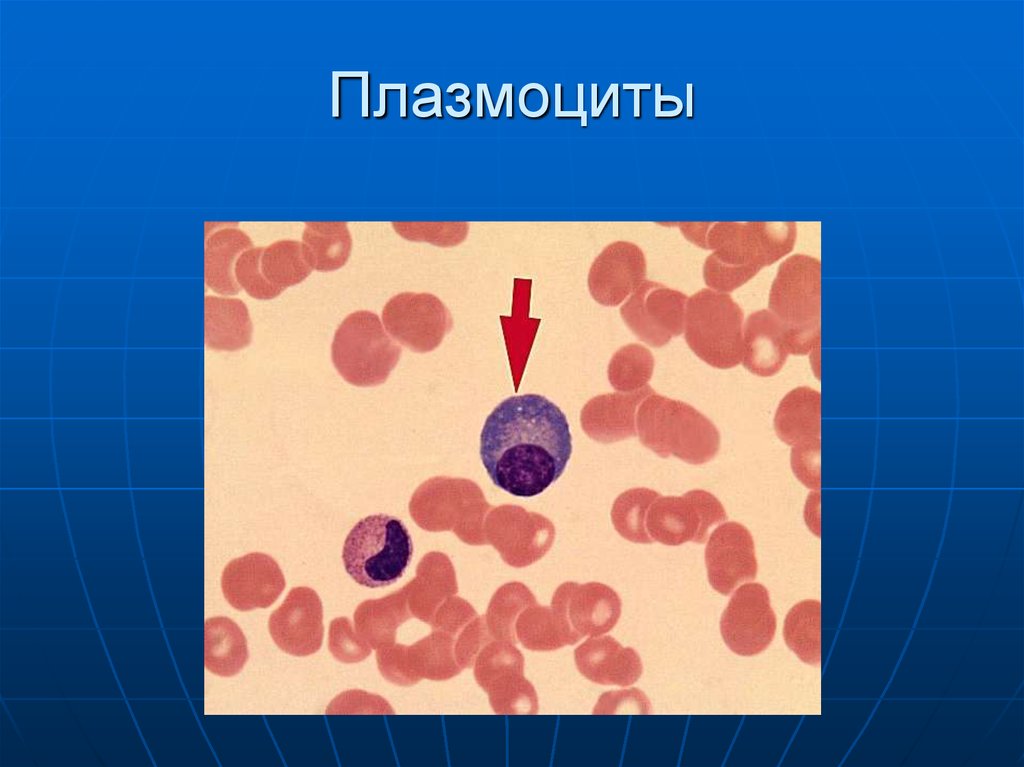 Схема строения плазмоцита