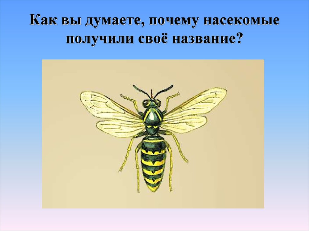 Зачем насекомым. Почему насекомые. Почему насекомые получили такое название. Почему насекомые важны. Презентация насекомые ОГЭ.