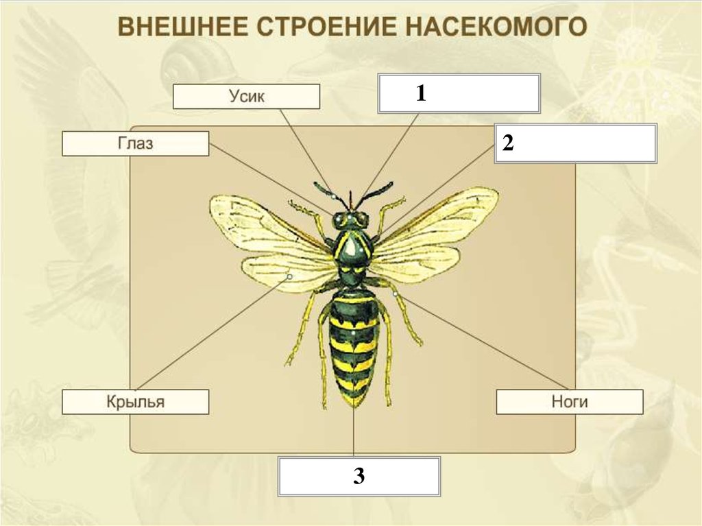 Биология тест класс насекомые. Внешнее строение насекомого схема. Класс насекомые внешнее строение. Внешнеес троение насекомомго. Строение тела насекомых.