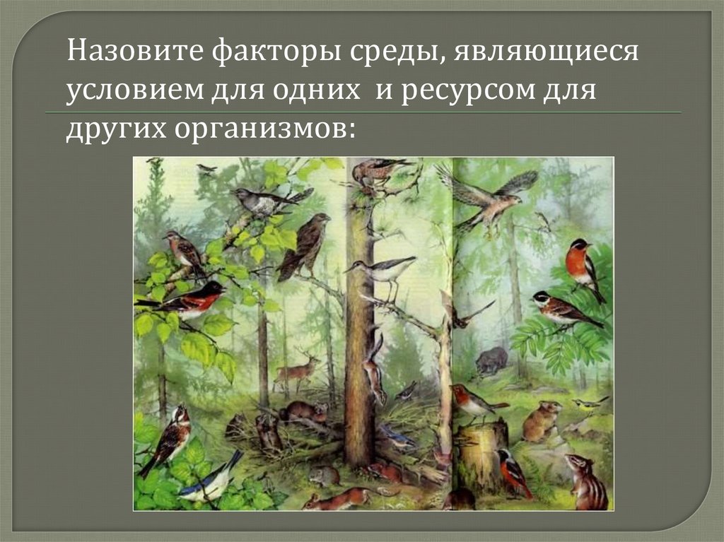 Факторами средой называется. Экологические факторы ресурсы и условия. Условия и ресурсы среды экология. Факторы и ресурсы среды. Ресурсом среды является.