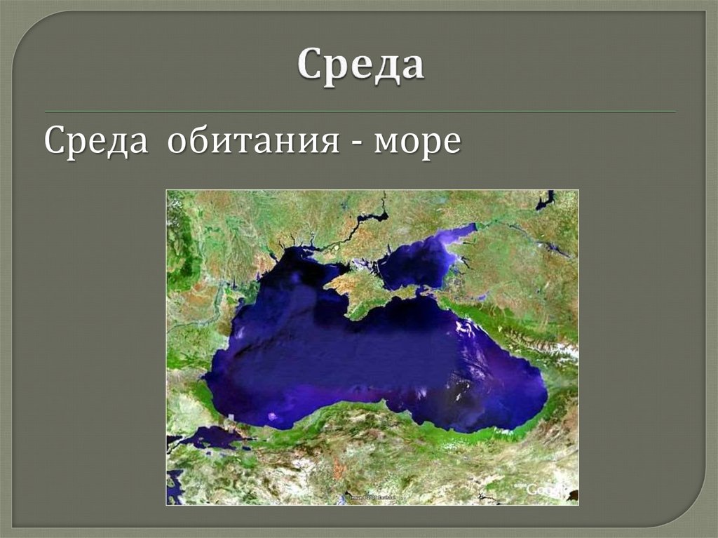 Ресурсы среды обитания 5. Среда обитания море. Ресурсы среды обитания. Условия и ресурсы среды. Условия среды и ресурсы среды.