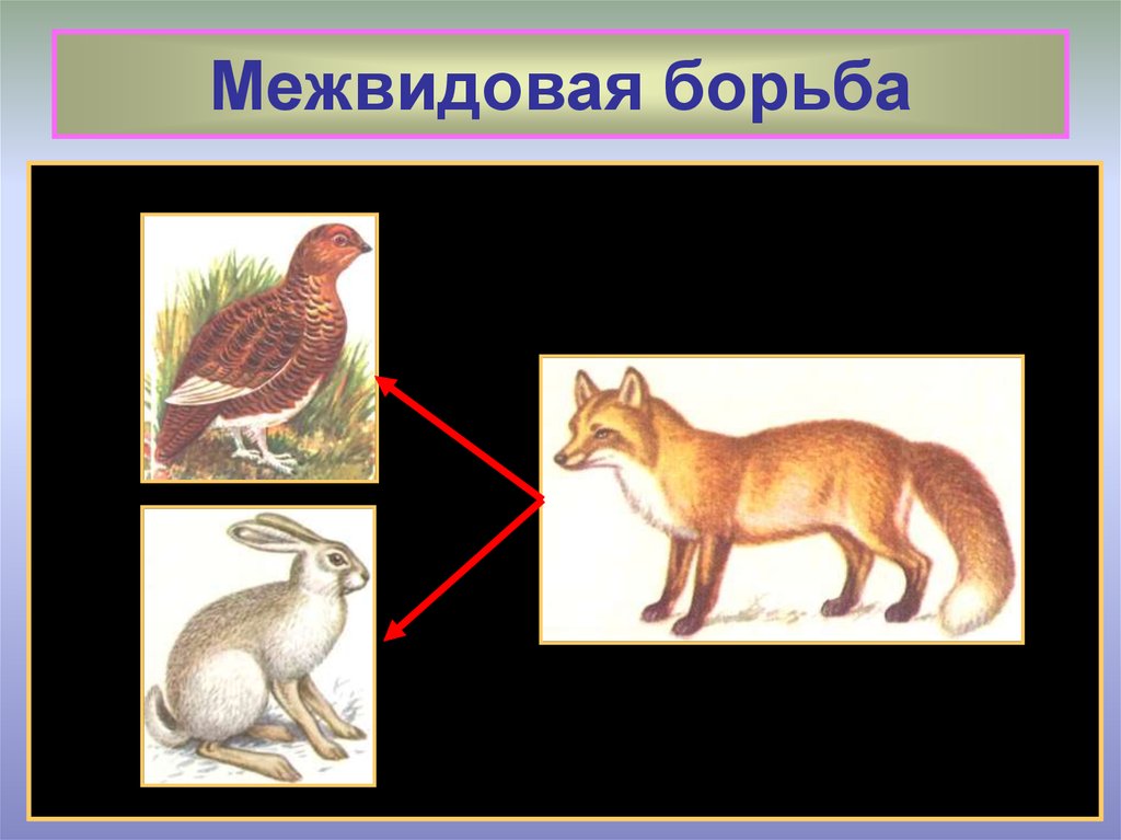 Межвидовая борьба. Межвидовая борьба за существование рисунок. Межвидовая и внутривидовая борьба примеры животных. Межвидовая борьба картинки.