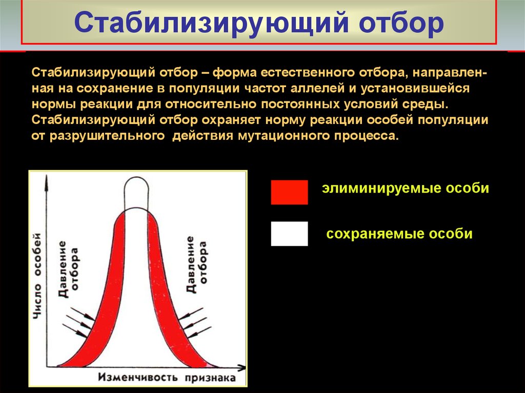 Стабилизирующий отбор в каких условиях. Стабилизирующий отбор норма реакции. Стабилизирующая форма естественного отбора. Стабилизирующий естественный отбор. Стабилизирующий отбор направлен на.