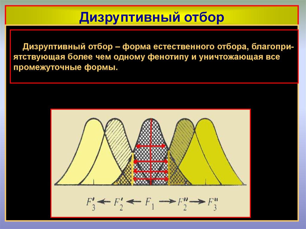 Дизруптивный отбор рисунок