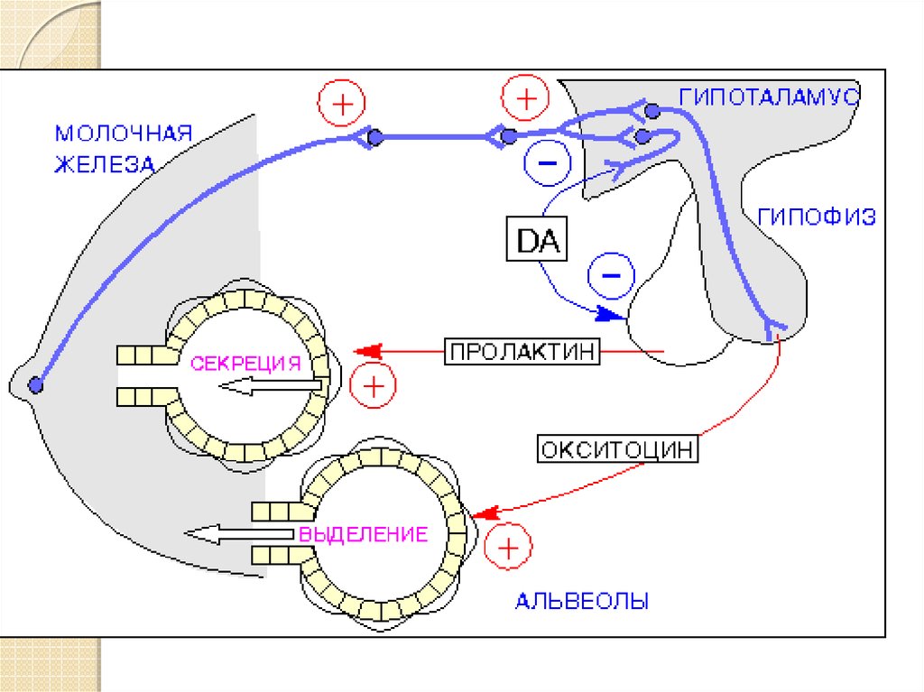 Выделение пролактина. Регуляция секреции окситоцина. Окситоцин механизм действия схема. Механизм выделения грудного молока. Регуляция секреции пролактина схема.