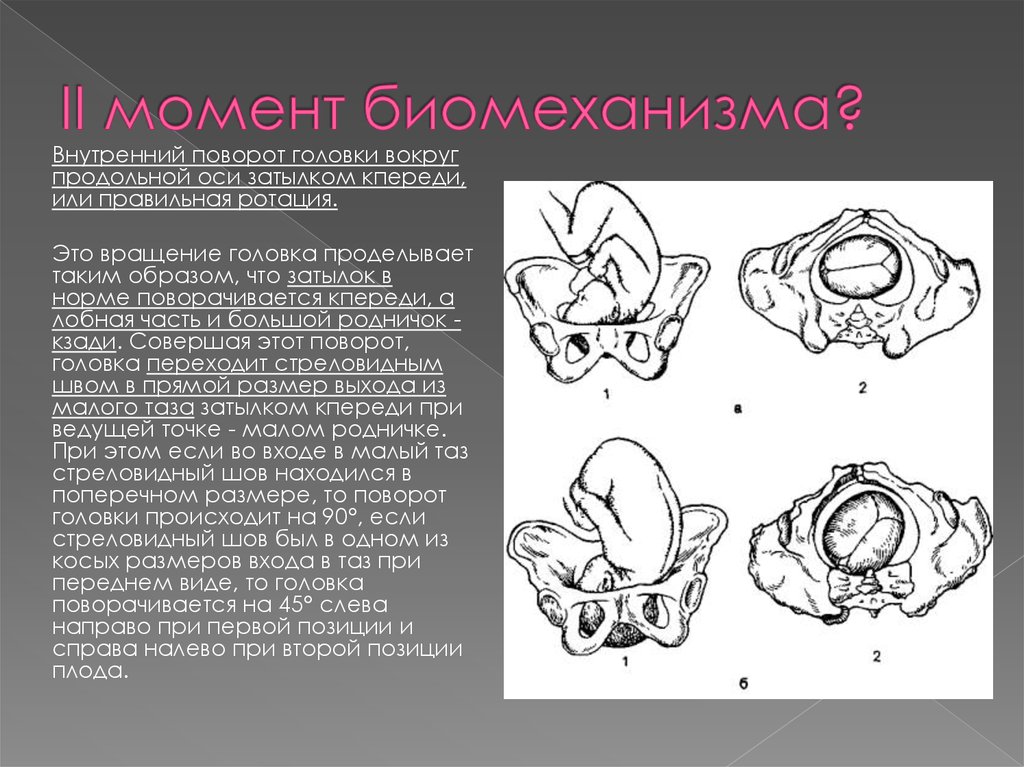 Передний вид. Биомеханизм родов при переднем виде затылочного. Передний вид затылочного предлежания биомеханизм родов. Затылочное предлежание плода передний вид. Механизм родов при заднем виде затылочного.