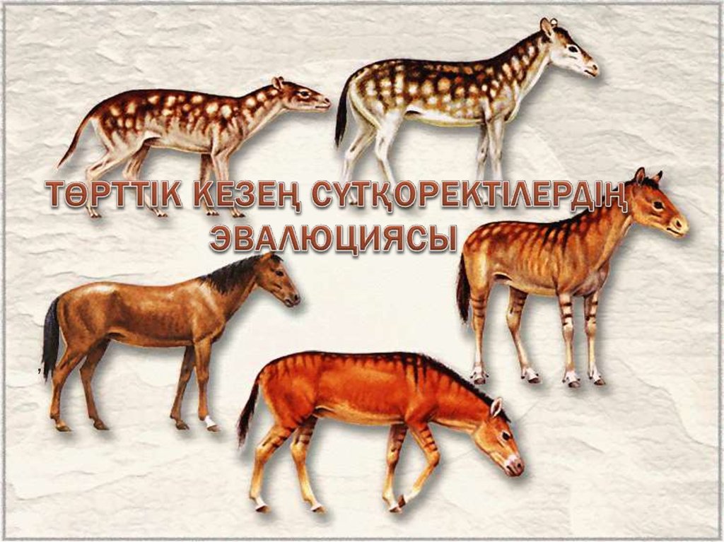 Примеры переходных форм и филогенетических рядов. Эволюция лошадей эогиппус. Эволюция филогенетический ряд лошади. Палеонтологические доказательства эволюции лошади. Филетическая Эволюция лошади.