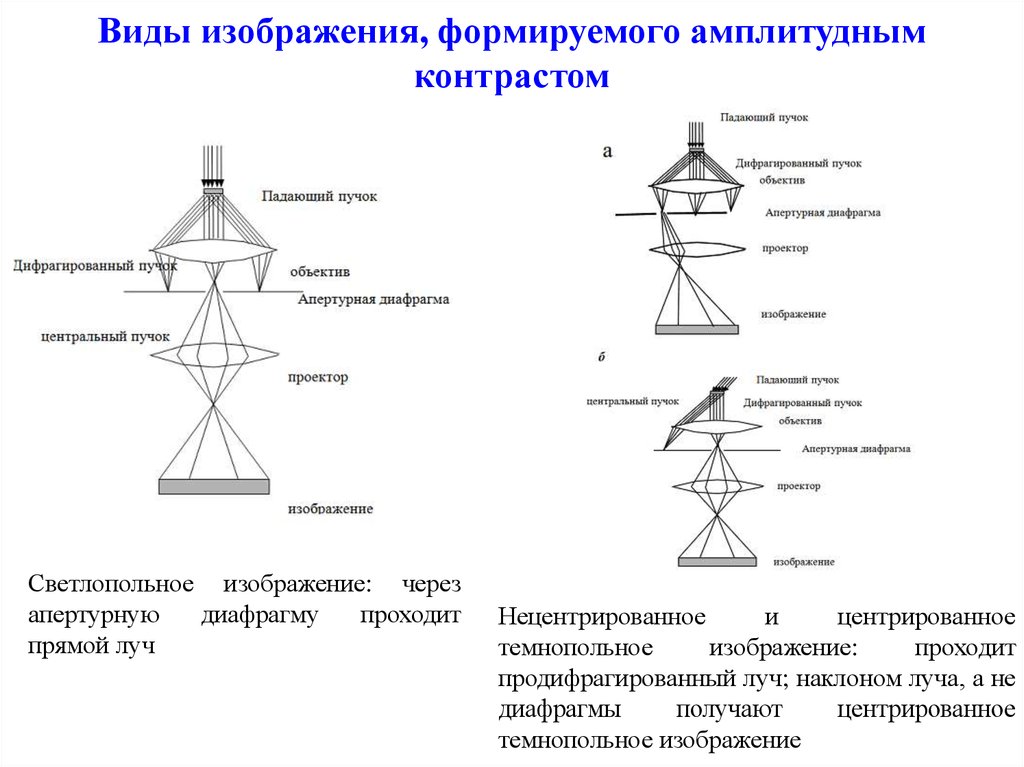 Пэм светлопольное изображение